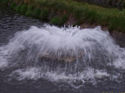 Aerator grzybkowy